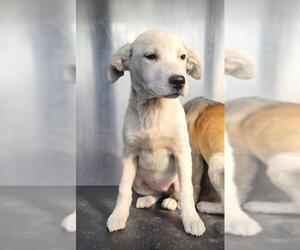 Labrador Retriever-Unknown Mix Dogs for adoption in San Antonio, TX, USA