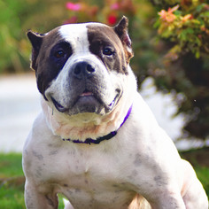 Staffordshire Bull Terrier Dogs for adoption in Decatur, GA, USA