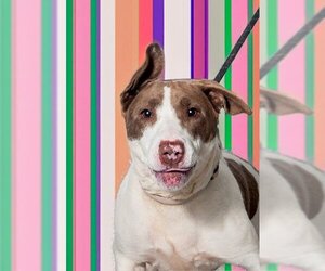 Bull Terrier-Unknown Mix Dogs for adoption in Vaughan, Ontario, Canada