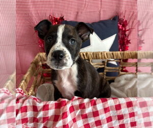 Mutt Dogs for adoption in Lakewood, CO, USA