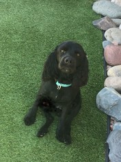 Cocker Spaniel Dogs for adoption in Peoria, AZ, USA