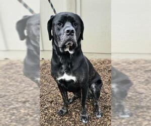 Mastiff-Unknown Mix Dogs for adoption in Santa Cruz, CA, USA