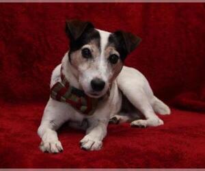 Medium Photo #1 Jack Russell Terrier Puppy For Sale in Moorpark, CA, USA