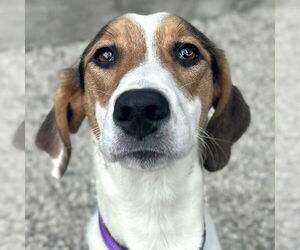 Mutt Dogs for adoption in Jefferson, WI, USA