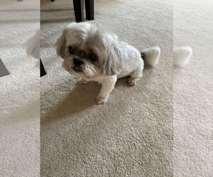 Shiranian Dogs for adoption in Woodland, CA, USA