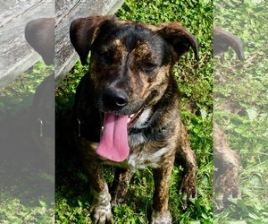 Catahoula Leopard Dog-Unknown Mix Dogs for adoption in Eastsound, WA, USA