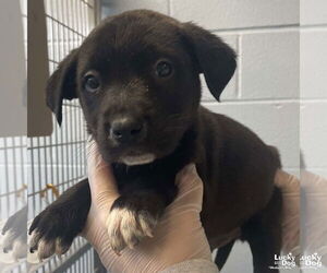 Lab-Pointer Dogs for adoption in Washington, DC, USA
