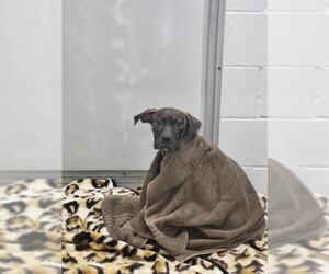 Boxer-Unknown Mix Dogs for adoption in Temple, TX, USA