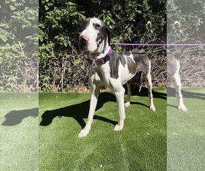 Medium Photo #2 Great Dane Puppy For Sale in Goodyear, AZ, USA