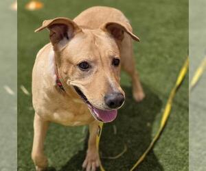 Labrador Retriever-Unknown Mix Dogs for adoption in Las Vegas, NV, USA