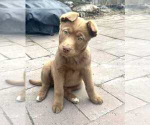 Huskies -Labrador Retriever Mix Dogs for adoption in Anchorage, AK, USA