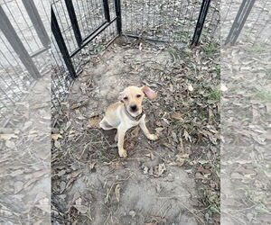 Chihuahua Dogs for adoption in The Woodlands, TX, USA