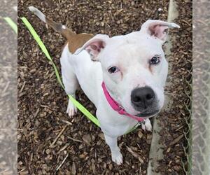 American Pit Bull Terrier Dogs for adoption in Waterford, VA, USA