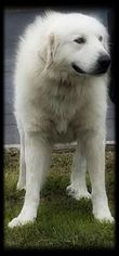 Great Pyrenees Dogs for adoption in Spring, TX, USA