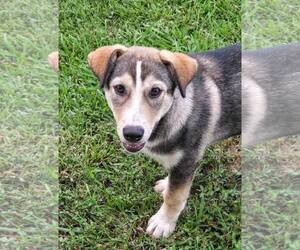 Huskies -Unknown Mix Dogs for adoption in Winter Park, CO, USA