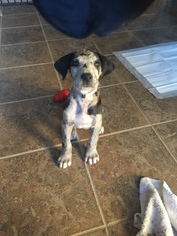 Great Dane Dogs for adoption in Royse City, TX, USA