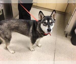 Siberian Husky Dogs for adoption in Riverside, CA, USA