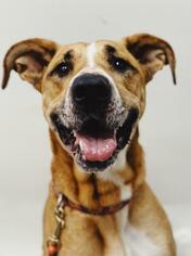 Medium Photo #1 Boxer-Great Dane Mix Puppy For Sale in Norfolk, VA, USA