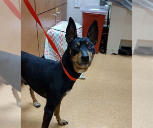 Mutt Dogs for adoption in Martinez, CA, USA