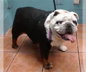 Bulldog Dogs for adoption in Downey, CA, USA