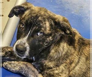 American Pit Bull Terrier Dogs for adoption in Bakersfield, CA, USA