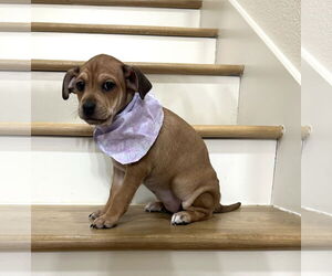 Mutt Dogs for adoption in Euless, TX, USA