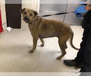 Shepradors Dogs for adoption in Riverside, CA, USA