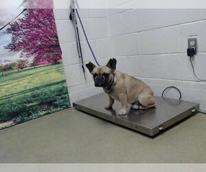 French Bulldog-Unknown Mix Dogs for adoption in Moreno Valley, CA, USA
