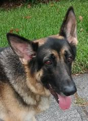 German Shepherd Dog Dogs for adoption in Riverview, FL, USA