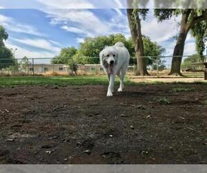 Great Pyrenees Dogs for adoption in Woodland, CA, USA