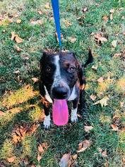 Small Bull Terrier Mix