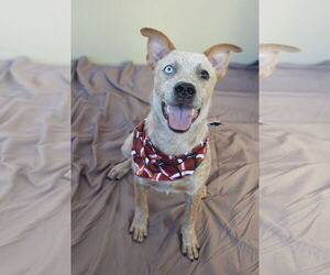 Mutt Dogs for adoption in McKinney, TX, USA