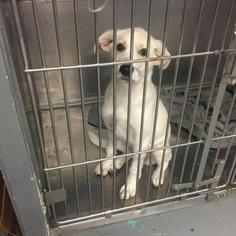 Golden Retriever Dogs for adoption in Austin, TX, USA