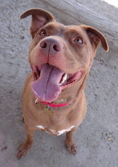 American Staffordshire Terrier Dogs for adoption in Seal Beach, CA, USA