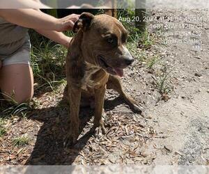 American Pit Bull Terrier Dogs for adoption in Ocala, FL, USA
