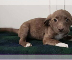 Chihuahua-Unknown Mix Dogs for adoption in Aurora, IN, USA