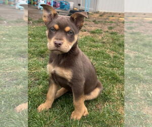 Mutt Dogs for adoption in Sandy, UT, USA