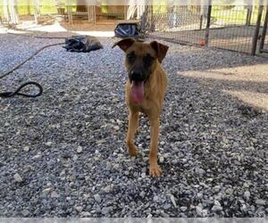 Mutt Dogs for adoption in Thibodaux, LA, USA