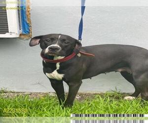 American Pit Bull Terrier Dogs for adoption in West Palm Beach, FL, USA