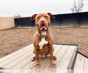 Mutt Dogs for adoption in Orange, CA, USA