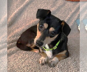 Chihuahua Dogs for adoption in Boonton, NJ, USA