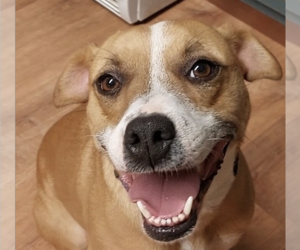 Mountain Cur-Unknown Mix Dogs for adoption in Boston, MA, USA