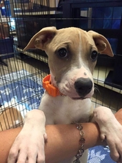 Bullboxer Pit Dogs for adoption in Surprise, AZ, USA