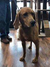Redbone Coonhound Dogs for adoption in Franklin, IN, USA