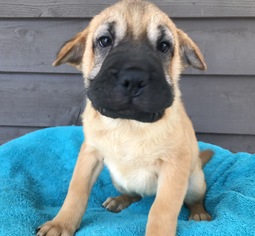 Ori-Pei Dogs for adoption in Raytown, MO, USA