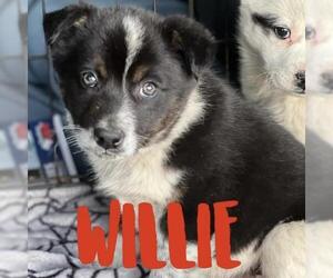 Border-Aussie Dogs for adoption in Nashville, TN, USA
