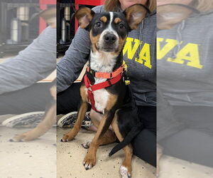 Mutt Dogs for adoption in Mundelein, IL, USA