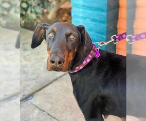 Doberman Pinscher Dogs for adoption in Pittsburg, CA, USA