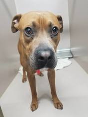 Boxer-Unknown Mix Dogs for adoption in Spirit Lake, ID, USA