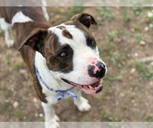 American Pit Bull Terrier-Unknown Mix Dogs for adoption in Tulsa, OK, USA